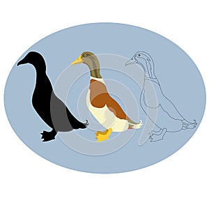 Duck vector illustration style Flat black