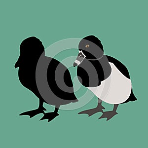 Duck vector illustration style Flat set silhouette