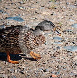 Duck wadding on shore with webbed feet photo