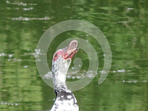 Duck waiting to sunbathe to jump into the water farm animal photo