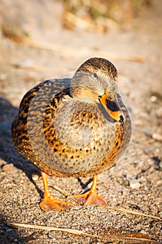 Duck walk on the beach in the park Helsinki