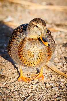 Duck walk on the beach in the park Helsinki.