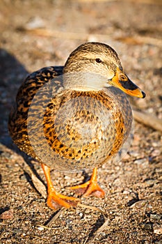 Duck walk on the beach in the park Helsinki.