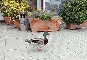 Duck walk at the seaside