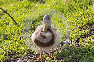 Duck walking along the river. Spring time.