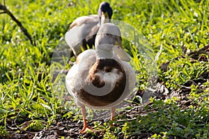 Duck walking along the river. Spring time.