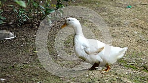 A duck walking on the bank.