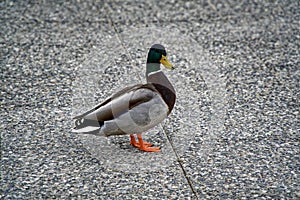 Duck walking on the ground and thinking about future on the Earth, than says quack quack