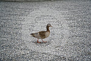 Duck walking on the ground and thinking about future on the Earth, than says quack quack