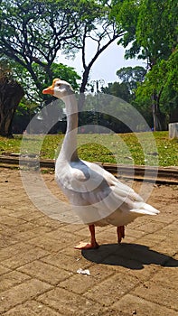 a duck is walking in the middle of the park