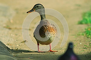 Duck walking in park