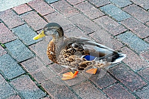 Duck walking on tile, inner Harbor Baltimore
