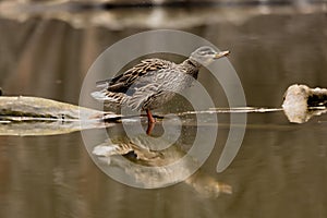 Duck walking on water with reflection.