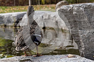 A Duck Watches its Friends in a Pond