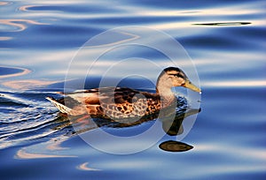 Duck on water