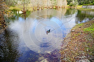 Duck on water