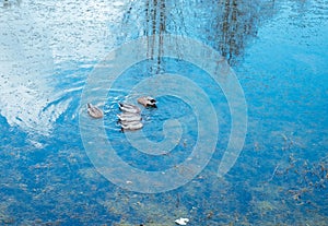 Duck on water