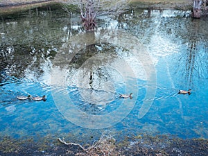 Duck on water