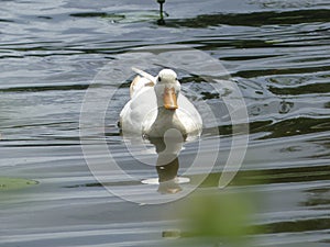 Duck in the water