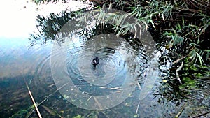 Duck on the water