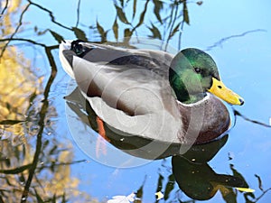 Duck in the water photo