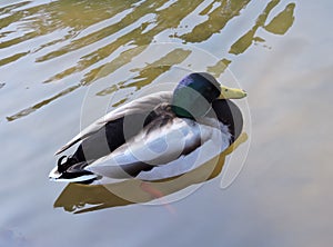 Duck on the water.