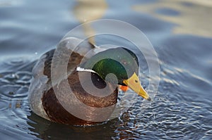Duck on the water