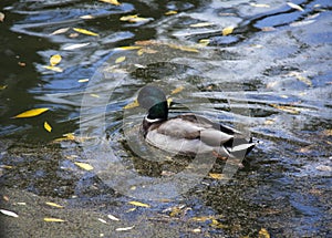 Duck in the water. Background for design and presentations