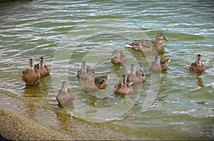 Mother duck with ducklings swims through the water to the shore.