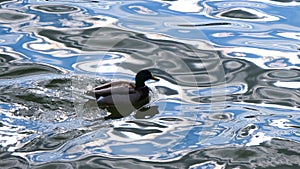 Duck water floats, reflection of the sky, waves