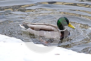 The duck water flows down the duck on the water surface