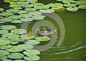 Duck on water with green background.