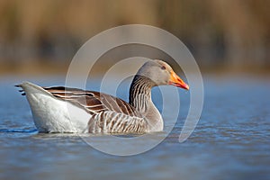 Duck in the water. Greylag Goose, Anser anser, floating on the water surface. Bird in the water. Water bird on the lake. Hungary.