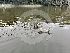 Duck water lodhi garden new Delhi India