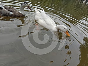 Duck water lodhi garden new Delhi India