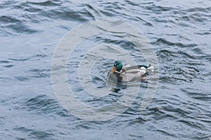 Duck in the water. A lone duck swims in a pond in search of food