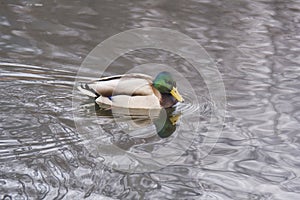 Duck in water, looking at his reflection