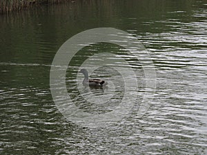 Duck water naturaleza