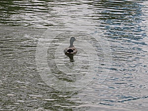 Duck water naturaleza