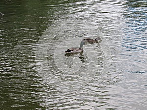 Duck water naturaleza photo