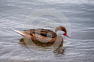 Duck in water. One white-cheeked pintail or Anas bahamensis or Bahama pintail or summer duck in Lake Geneva, Lausanne, Switzerland