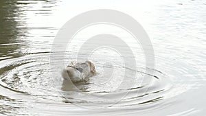 Duck on water, preening and cleaning its feathers with its beak.