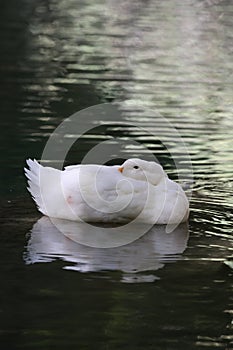 Duck water reflection