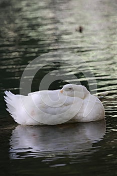 Duck water reflection