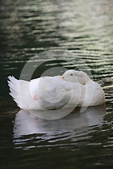 Duck water reflection