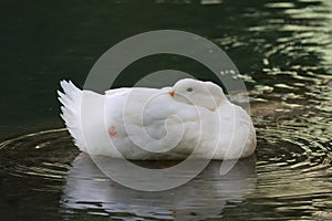 Duck water reflection