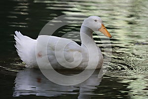 Duck water reflection