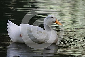 Duck water reflection