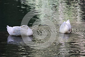 Duck water reflection