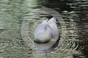 Duck water reflection